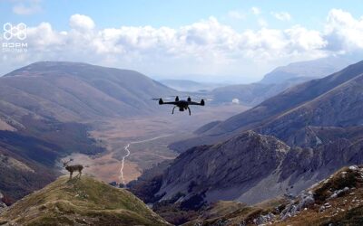 Wildlife Monitoring with Drones